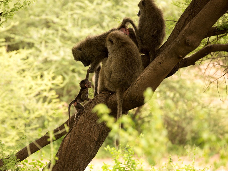 קופים גדולים מחנכים קוף קטנטנן, שממה שנאמר לנו רק בן כמה ימים בודדים!